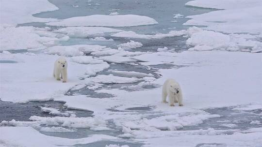 海岛上的北极熊视频素材模板下载