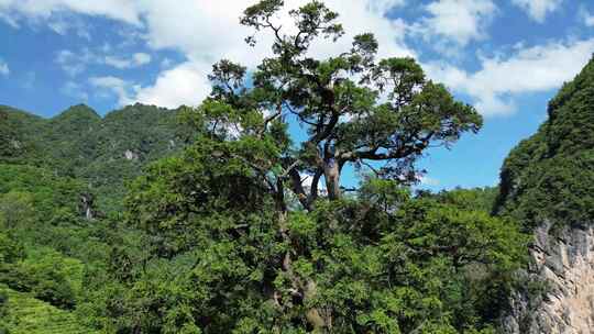 航拍湖北神农架神农坛5A景区