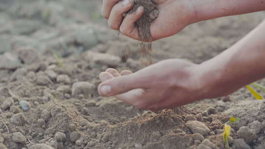 农民检查土地土壤