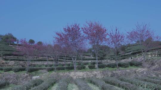 樱花蜜蜂采花和茶园风光