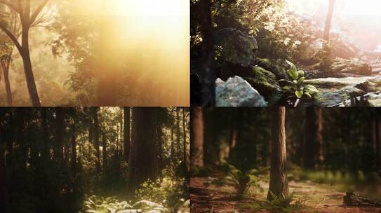 丁达尔维美自然光影 清晨阳光穿透森林逆光光影 视频合集