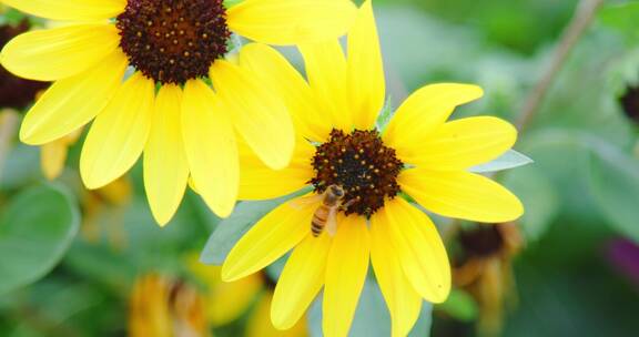 向日葵花蜜蜂采蜜4K升格实拍