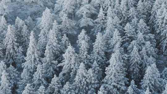 杭州临安太子尖华浪线森林雪景航拍