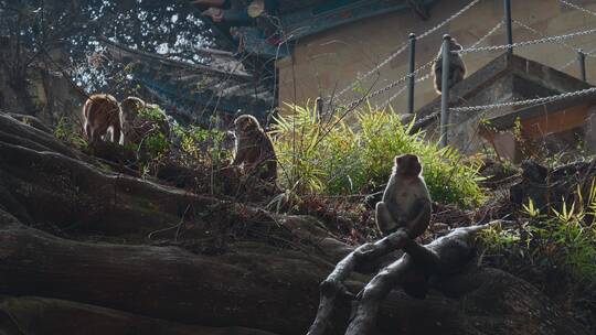 云南旅游大理剑川石宝山 猴子猴群视频素材模板下载