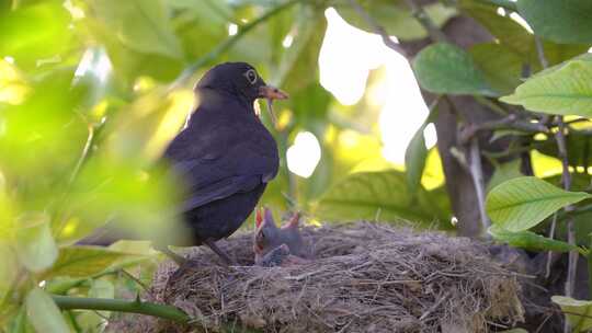 小鸟叼食物哺育雏鸟特写