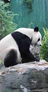 济南动物园国宝大熊猫雅吉华奥吃东西溜达