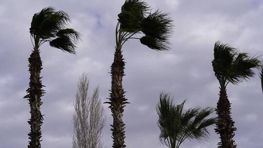 被风吹动的棕榈树视频素材模板下载