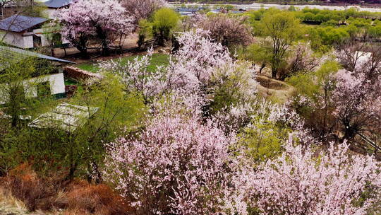 西藏林芝米林桃花乡村