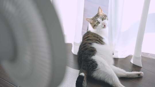 开着风扇的房间里，小猫在窗边晒太阳视频素材模板下载