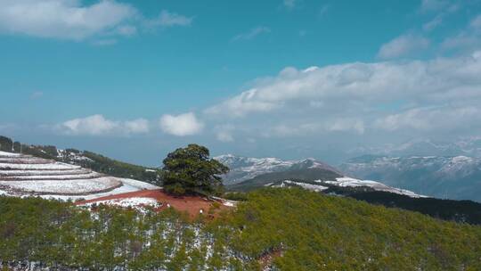 冬季积雪山区一个孤独大树远处连绵雪山