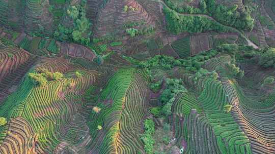 四川雅安市名山区大地指纹茶园茶山白昼航拍