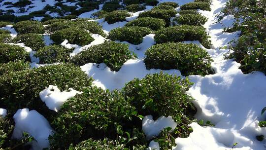 绿茶种植园上的雪粒