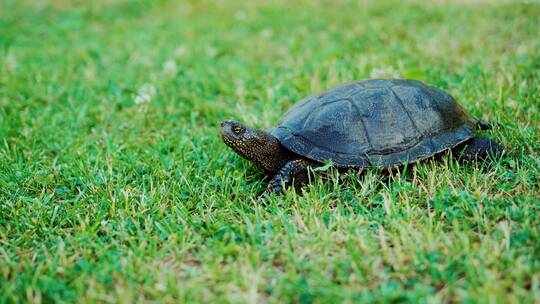 小乌龟在草地上慢慢爬行动物宠物