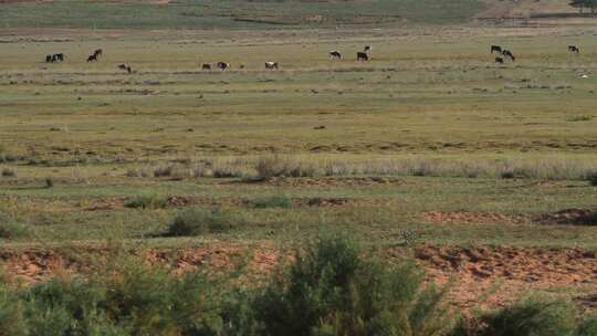 实拍在大草原上吃草的牛马群视频素材模板下载