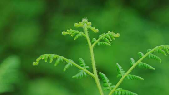 蕨类植物森林植物特写绿叶森林