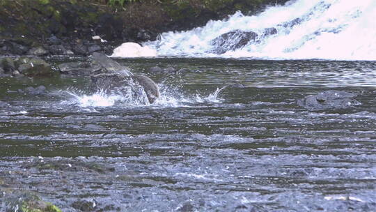 一只阿拉斯加熊在河里捕捉鲑鱼