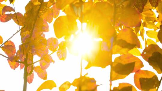 金秋天暖色阳光透过金黄树叶