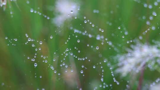 蜘蛛网上的露水