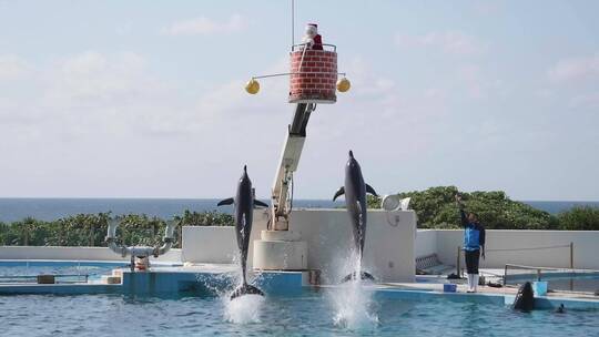 2K日本冲绳2只海豚跳跃顶球入水00001908