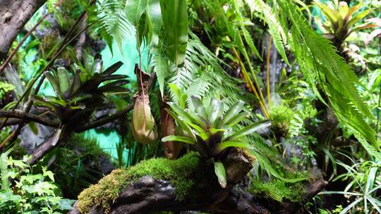 热带植物叶子爬山虎蕨类雨林缸