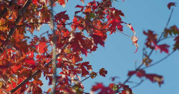 秋天发黄的树叶蓝天无云