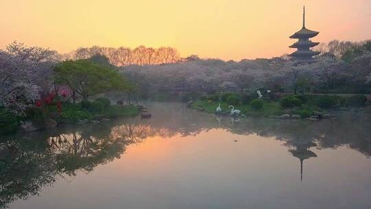 春天武汉东湖樱花园日出朝霞航拍