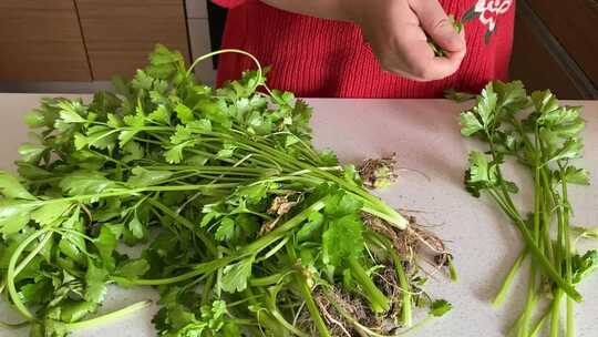 摘菜 择菜 香芹 做饭视频素材模板下载