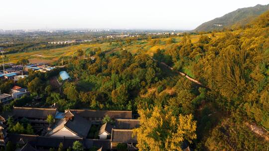 西安古观音禅寺千年银杏树