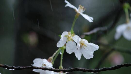 春天春雨樱花唯美升格空镜