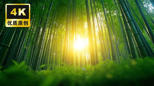 禅意竹林意境竹林光影竹子丁达尔光绿色自然