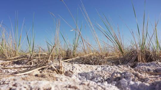 盐碱滩地野草