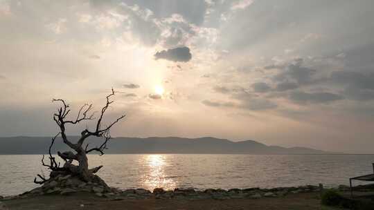 洱海日出左移呼吸感湖边枯树日落景象