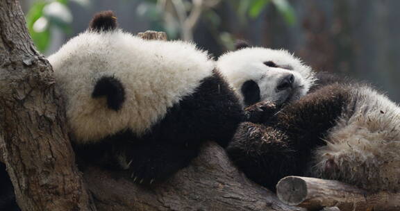 睡觉的大熊猫一家妈妈看护熊猫幼崽
