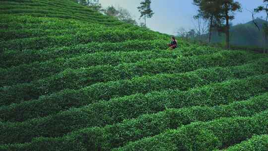 唯美茶园航拍