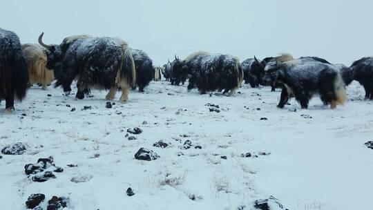 雪地高原牦牛群视频素材模板下载