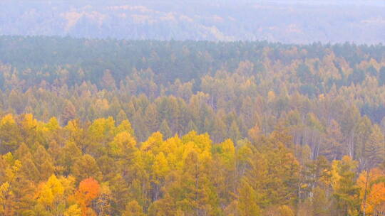 一目九岭 俯拍金黄色森林 深秋景观 全景