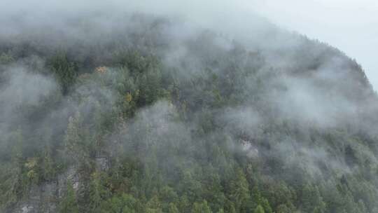 无人机航拍西藏林芝秋天高山林海云雾景观