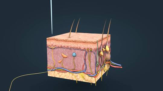 皮肤针刺神经传导神经传输退避反射视频素材模板下载