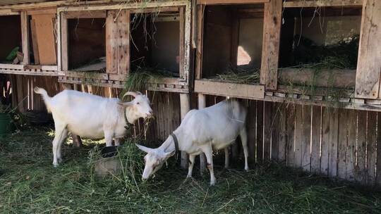 两只白色山羊在围场吃草。畜牧业的特写