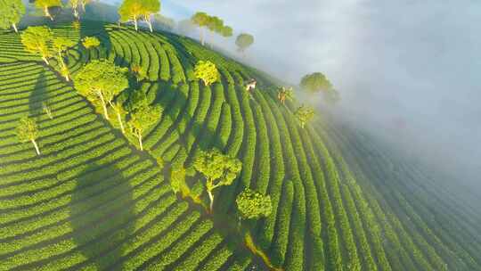 唯美茶山