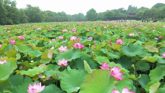 多角度，低角度航拍荷花池内荷花