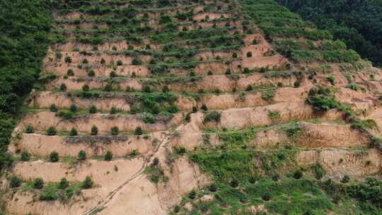 东南亚为农业开垦的山坡上的森林砍伐