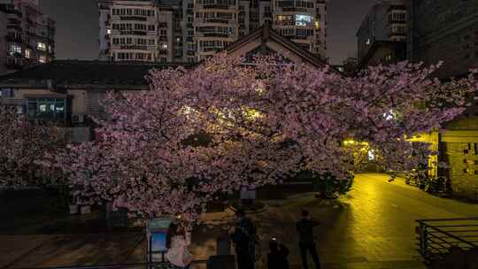 杭州 信义坊 樱花女王 夜景 延时