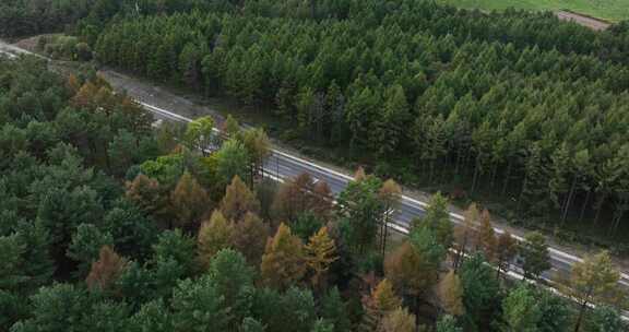 航拍穿过森林的道路