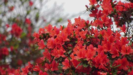 红色花朵杜鹃花