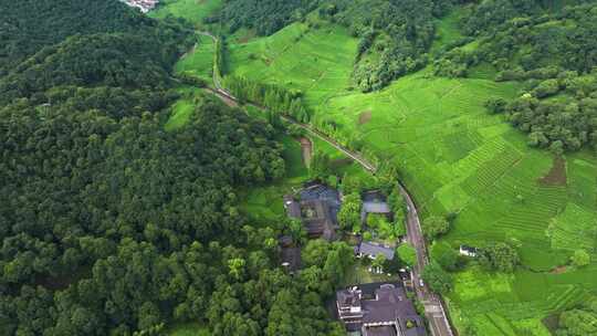 杭州西湖龙井茶园梅家坞清新茶山