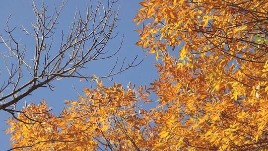 微风吹动蓝蓝的天空和秋叶