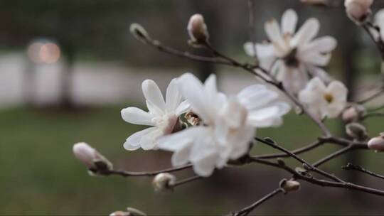 粉红色木兰花在春天的季节特写。