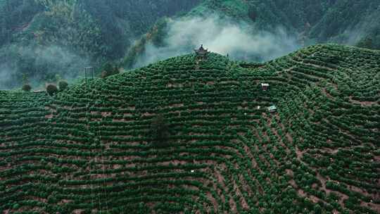 黄山毛峰茶园茶山绿茶