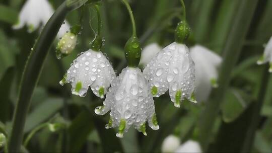 花朵在雨中飘摇